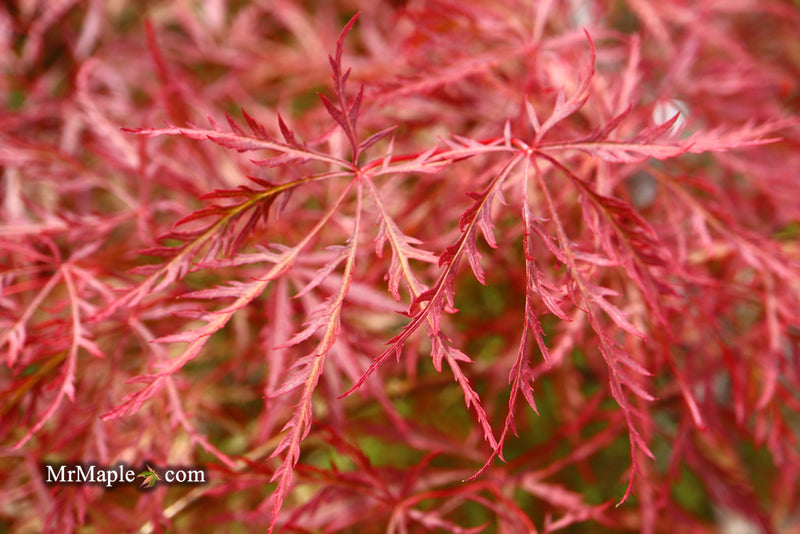 - Acer palmatum 'Baldsmith' Laceleaf Japanese Maple - Mr Maple │ Buy Japanese Maple Trees