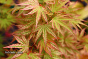 - FOR PICKUP ONLY | Acer palmatum 'Ikandi' Japanese Maple| DOES NOT SHIP - Mr Maple │ Buy Japanese Maple Trees