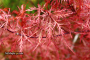 - Acer palmatum 'Baldsmith' Laceleaf Japanese Maple - Mr Maple │ Buy Japanese Maple Trees
