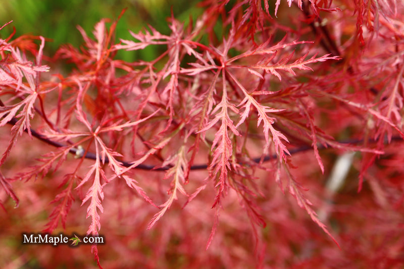 - Acer palmatum 'Baldsmith' Laceleaf Japanese Maple - Mr Maple │ Buy Japanese Maple Trees
