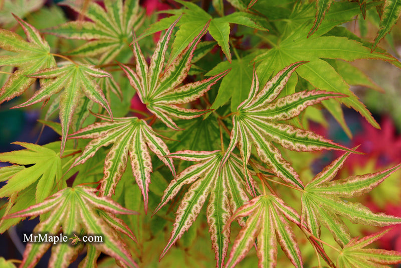 - FOR PICKUP ONLY | Acer palmatum 'Ikandi' Japanese Maple| DOES NOT SHIP - Mr Maple │ Buy Japanese Maple Trees