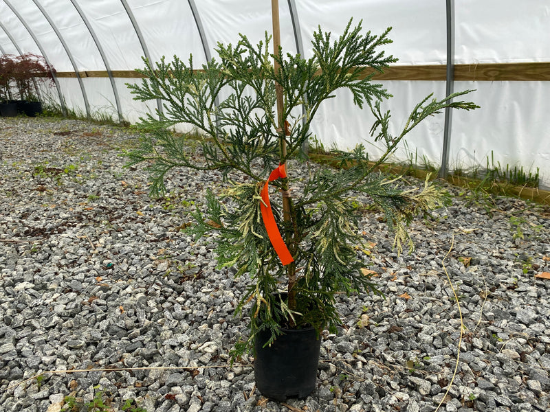 Thujopsis dolabrata 'Variegata' Variegated Japanese Asunaro