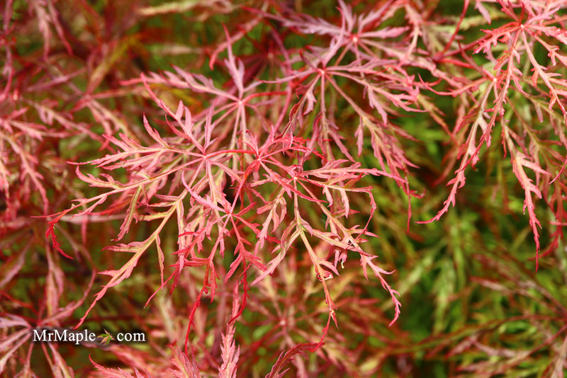 - Acer palmatum 'Baldsmith' Laceleaf Japanese Maple - Mr Maple │ Buy Japanese Maple Trees