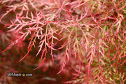 - Acer palmatum 'Baldsmith' Laceleaf Japanese Maple - Mr Maple │ Buy Japanese Maple Trees