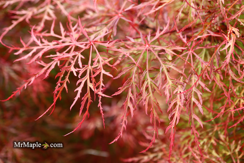 - Acer palmatum 'Baldsmith' Laceleaf Japanese Maple - Mr Maple │ Buy Japanese Maple Trees