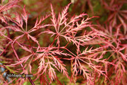 - Acer palmatum 'Baldsmith' Laceleaf Japanese Maple - Mr Maple │ Buy Japanese Maple Trees