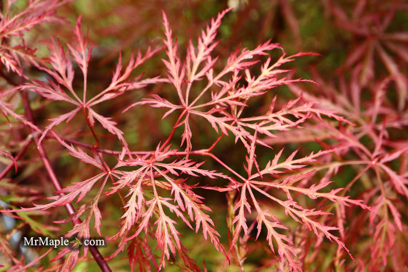 - Acer palmatum 'Baldsmith' Laceleaf Japanese Maple - Mr Maple │ Buy Japanese Maple Trees