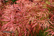 - Acer palmatum 'Baldsmith' Laceleaf Japanese Maple - Mr Maple │ Buy Japanese Maple Trees