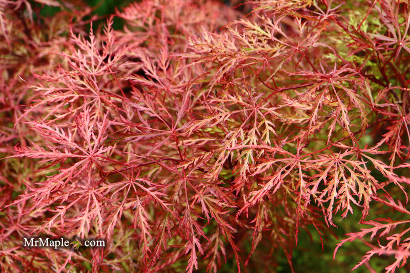 - Acer palmatum 'Baldsmith' Laceleaf Japanese Maple - Mr Maple │ Buy Japanese Maple Trees