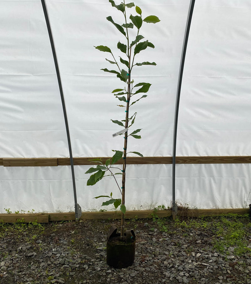 Magnolia x soulangeana 'Rustica Rubra' Chinese Magnolia