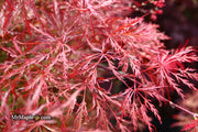 - Acer palmatum 'Baldsmith' Laceleaf Japanese Maple - Mr Maple │ Buy Japanese Maple Trees