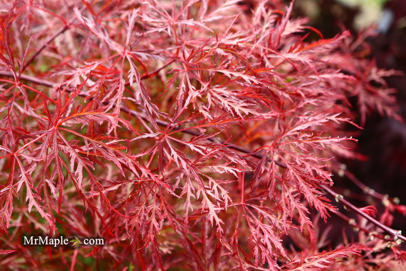 - Acer palmatum 'Baldsmith' Laceleaf Japanese Maple - Mr Maple │ Buy Japanese Maple Trees
