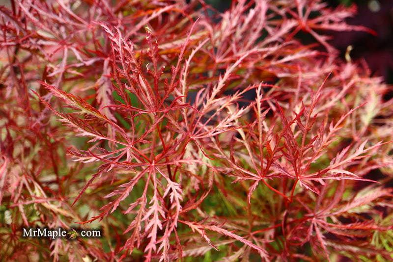 - Acer palmatum 'Baldsmith' Laceleaf Japanese Maple - Mr Maple │ Buy Japanese Maple Trees