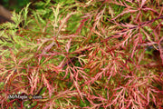 - Acer palmatum 'Baldsmith' Laceleaf Japanese Maple - Mr Maple │ Buy Japanese Maple Trees