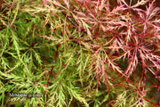 - Acer palmatum 'Baldsmith' Laceleaf Japanese Maple - Mr Maple │ Buy Japanese Maple Trees