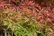 - Acer palmatum 'Baldsmith' Laceleaf Japanese Maple - Mr Maple │ Buy Japanese Maple Trees
