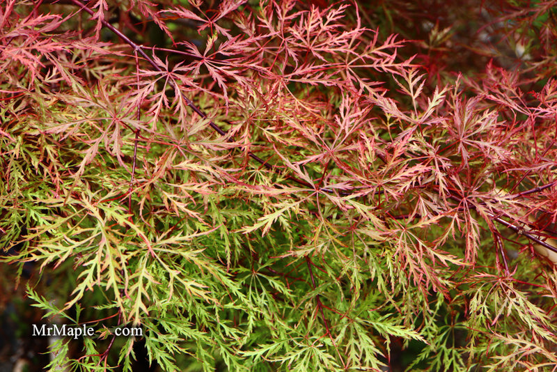 - Acer palmatum 'Baldsmith' Laceleaf Japanese Maple - Mr Maple │ Buy Japanese Maple Trees