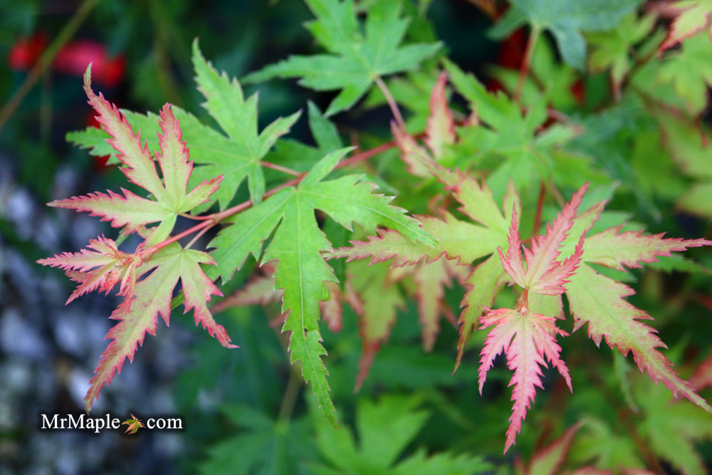 Acer palmatum 'Coral Pink' Japanese Maple