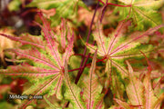 - Acer palmatum 'Amber Ghost' Japanese Maple - Mr Maple │ Buy Japanese Maple Trees
