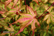 - Acer palmatum 'Amber Ghost' Japanese Maple - Mr Maple │ Buy Japanese Maple Trees