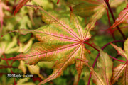 - Acer palmatum 'Amber Ghost' Japanese Maple - Mr Maple │ Buy Japanese Maple Trees