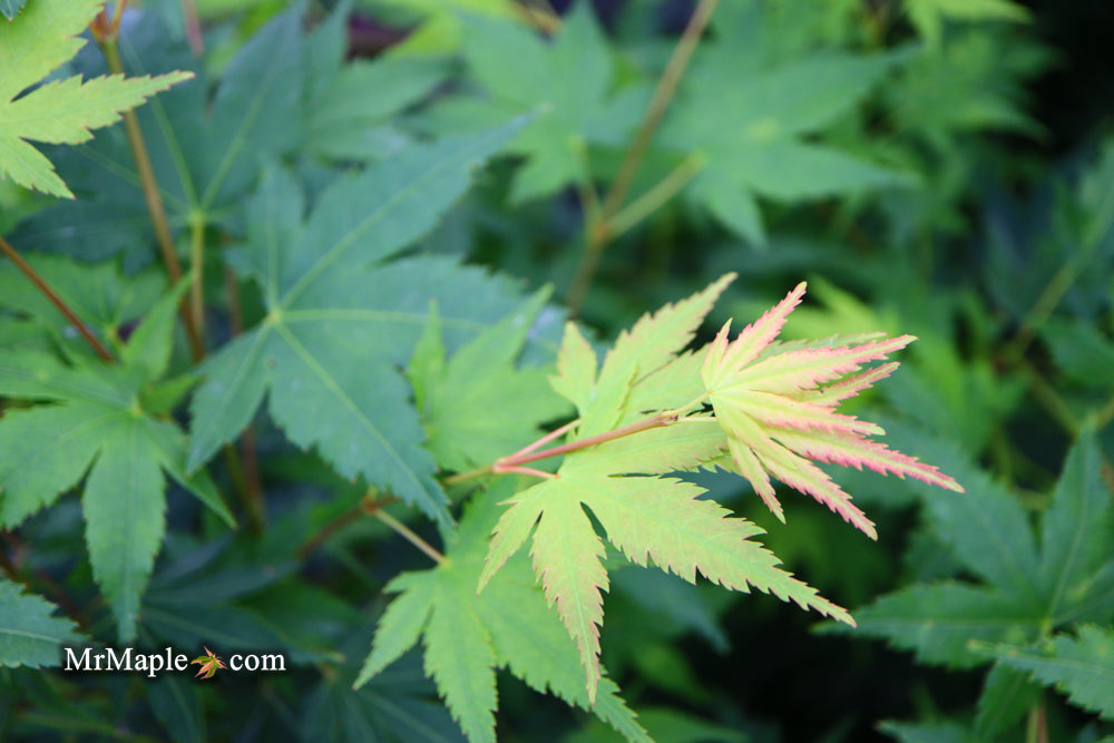 Acer palmatum 'Tobiosho' Japanese Maple