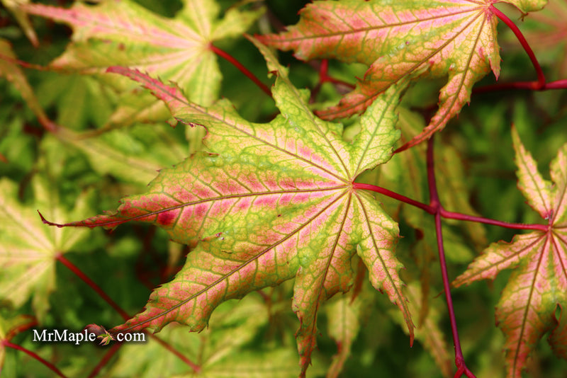 - Acer palmatum 'Amber Ghost' Japanese Maple - Mr Maple │ Buy Japanese Maple Trees