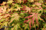 - Acer palmatum 'Amber Ghost' Japanese Maple - Mr Maple │ Buy Japanese Maple Trees
