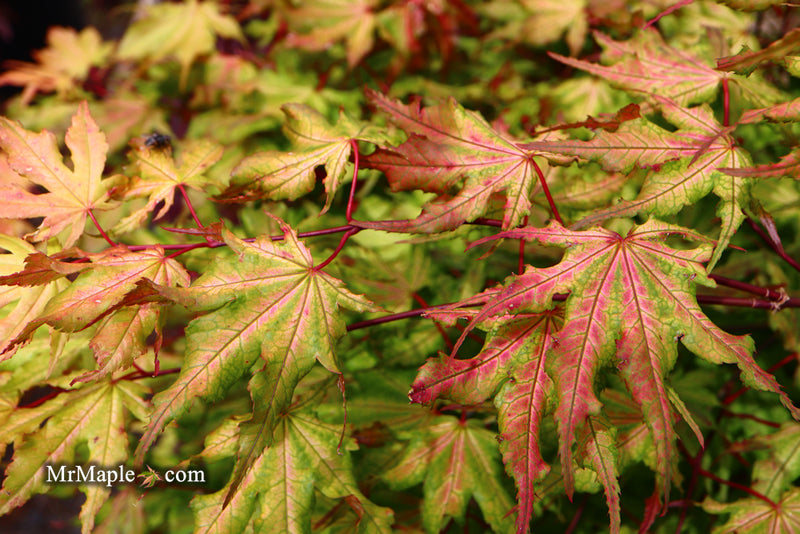 - Acer palmatum 'Amber Ghost' Japanese Maple - Mr Maple │ Buy Japanese Maple Trees