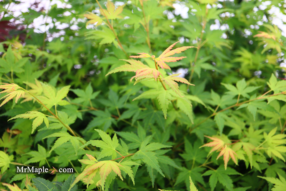 Acer palmatum 'Tobiosho' Japanese Maple