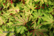 - Acer palmatum 'Amber Ghost' Japanese Maple - Mr Maple │ Buy Japanese Maple Trees