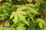 - Acer palmatum 'Amber Ghost' Japanese Maple - Mr Maple │ Buy Japanese Maple Trees
