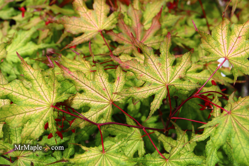- Acer palmatum 'Amber Ghost' Japanese Maple - Mr Maple │ Buy Japanese Maple Trees