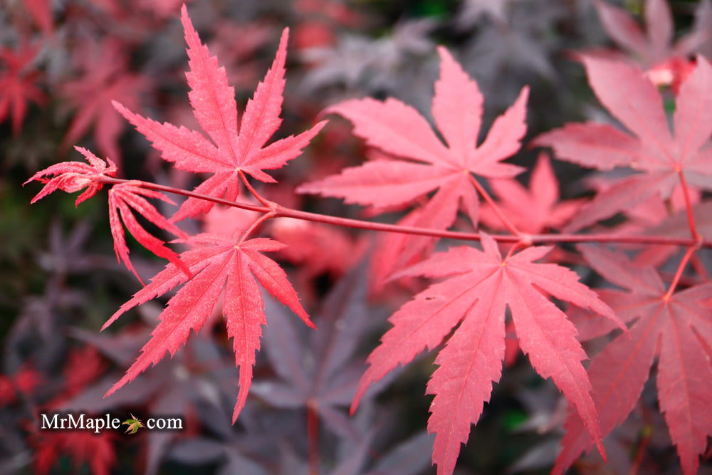 Buy Acer palmatum 'Emperor 1' Red Japanese Maple — Mr Maple │ Buy Japanese  Maple Trees