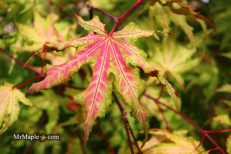 - Acer palmatum 'Amber Ghost' Japanese Maple - Mr Maple │ Buy Japanese Maple Trees