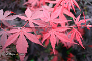 - Acer palmatum 'Emperor 1' Japanese Maple Tree - Mr Maple │ Buy Japanese Maple Trees