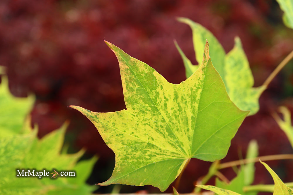 Acer pictum 'Hoshi yadori' Batwing Maple