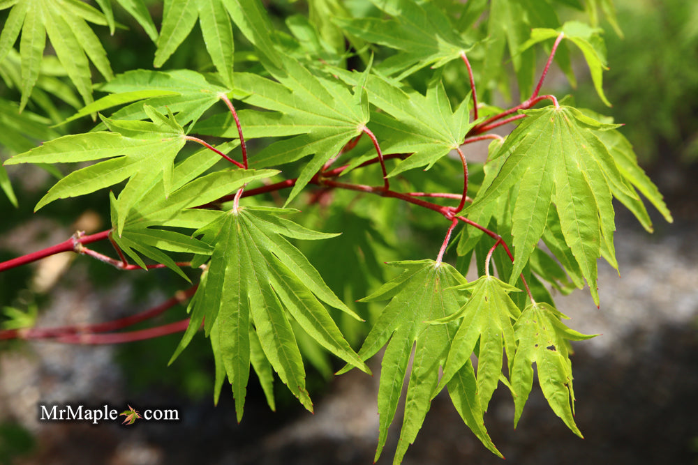 Acer sieboldianum 'Shoryu-no-tsume' Claw of the Dragon Full Moon Japanese Maple