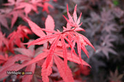 - Acer palmatum 'Emperor 1' Japanese Maple Tree - Mr Maple │ Buy Japanese Maple Trees