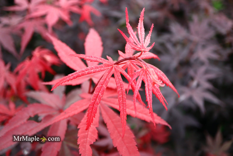- Acer palmatum 'Emperor 1' Japanese Maple Tree - Mr Maple │ Buy Japanese Maple Trees