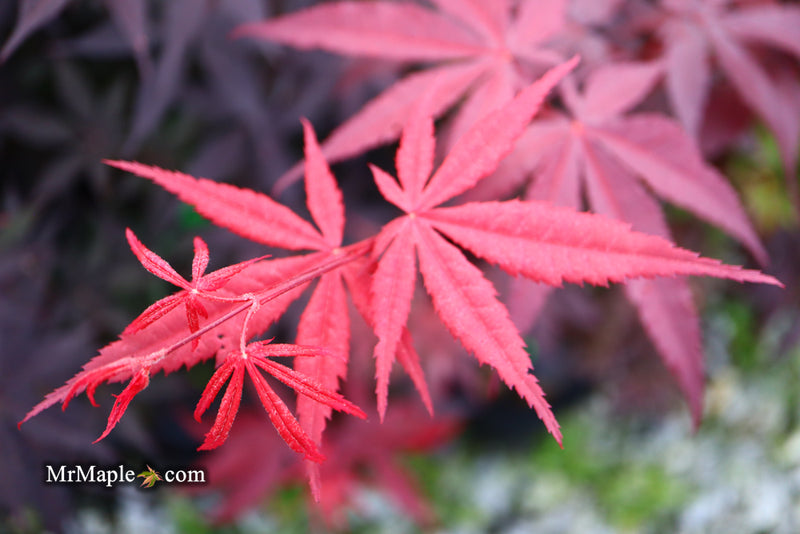 - Acer palmatum 'Emperor 1' Japanese Maple Tree - Mr Maple │ Buy Japanese Maple Trees