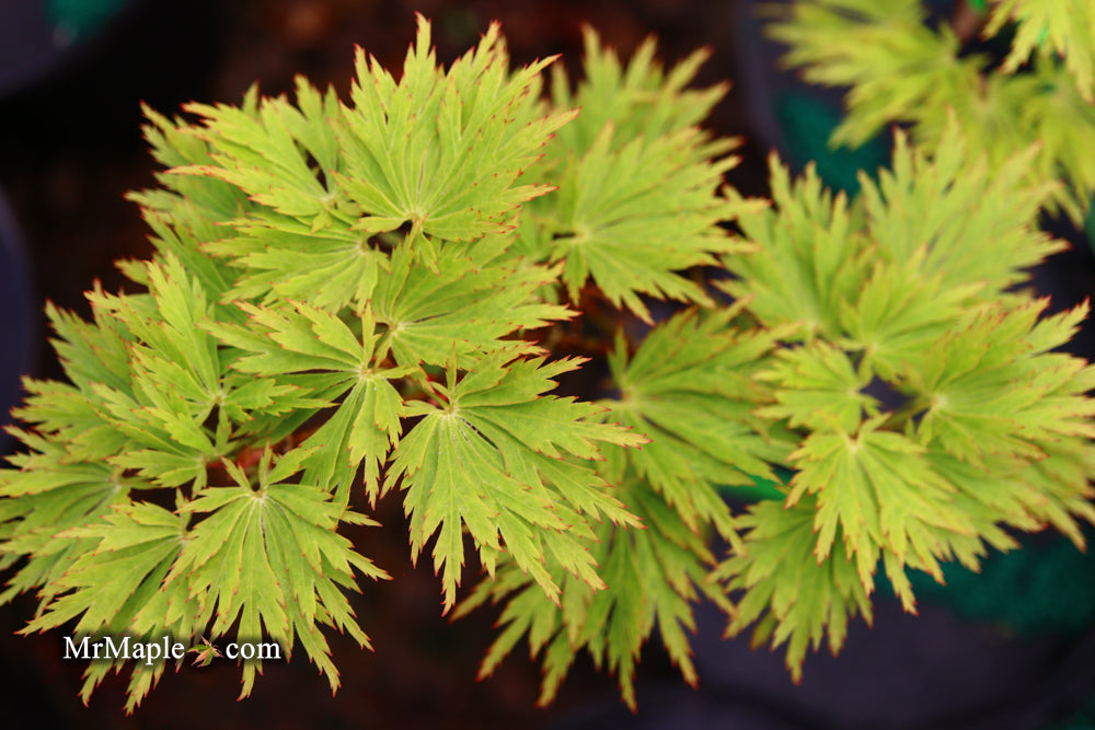 Acer shirasawanum 'Green Snowflake' Weeping Full Moon Japanese Maple