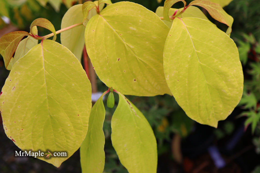 Cornus florida 'Autumn Gold' Native Flowering Dogwood