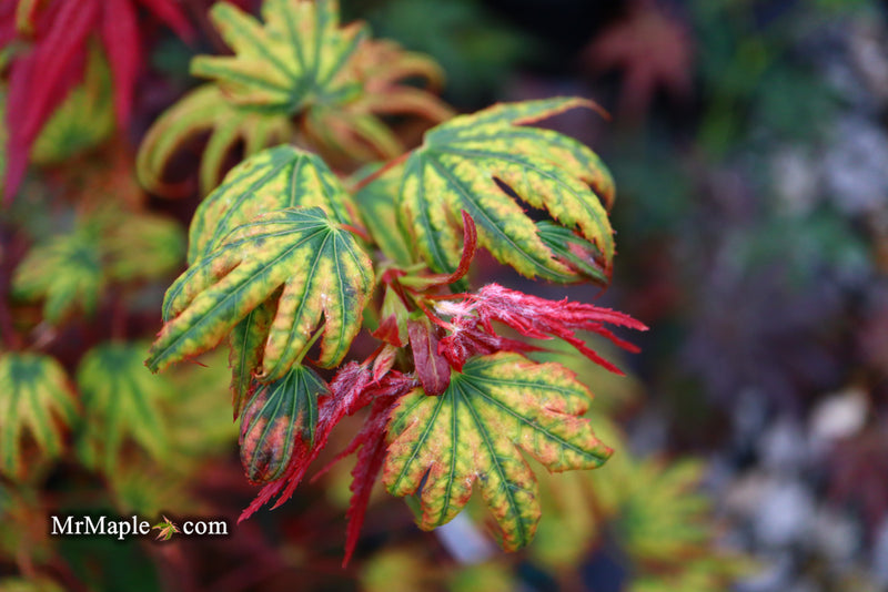 - Acer palmatum x 'Purple Curl' Japanese Maple - Mr Maple │ Buy Japanese Maple Trees