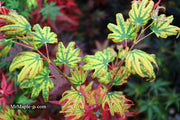 - Acer palmatum x 'Purple Curl' Japanese Maple - Mr Maple │ Buy Japanese Maple Trees