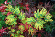 - Acer palmatum x 'Purple Curl' Japanese Maple - Mr Maple │ Buy Japanese Maple Trees