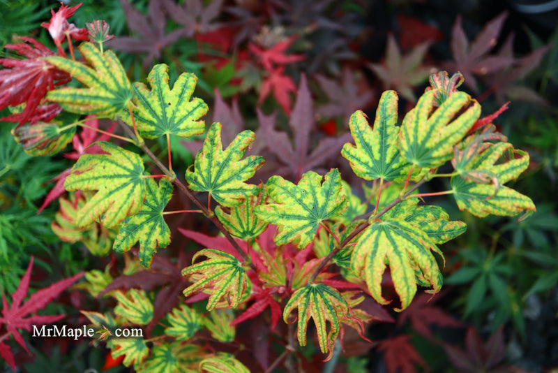 - Acer palmatum x 'Purple Curl' Japanese Maple - Mr Maple │ Buy Japanese Maple Trees