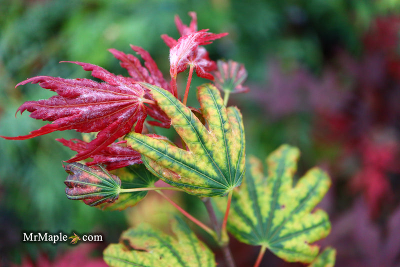 - Acer palmatum x 'Purple Curl' Japanese Maple - Mr Maple │ Buy Japanese Maple Trees
