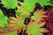 - Acer japonicum 'Vitifolium' Large Leaf Full Moon Japanese Maple - Mr Maple │ Buy Japanese Maple Trees