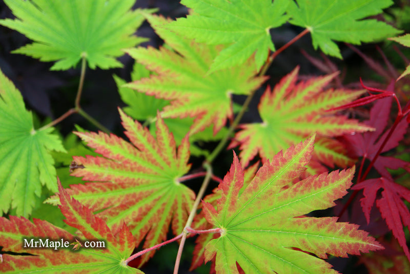 - Acer japonicum 'Vitifolium' Large Leaf Full Moon Japanese Maple - Mr Maple │ Buy Japanese Maple Trees